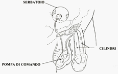 anatomia del pene_2